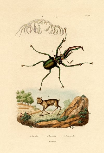 老鼠鹿，1833-39 作者 法语学校